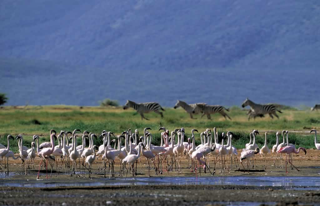 Kenya - Bogoria - Phoenicopterus minor
