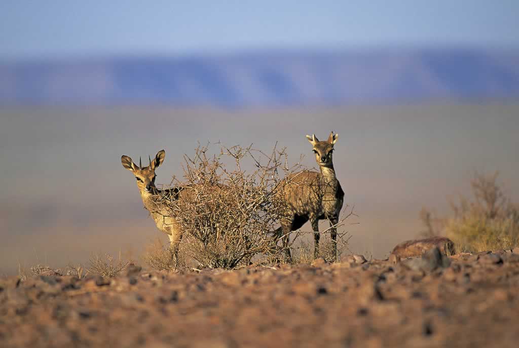Namibia - Namib-Naukluft - Oreotragus oreotragus